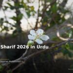 islamic 7093eae1d3 174152